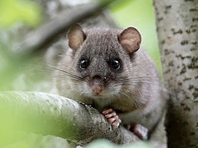 Соня-полчок (лат. Glis glis). Источник - zverushca.ru