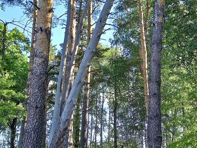 Сухостой. Фото: Александр Воронин, Каспаров.Ru